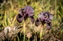 Al-Arz;Iris;Iris-Cedreti;Kaleidos;Kaleidos-images;Lebanon;Middle-East;Near-East;Proche-Orient;Tarek-Charara;Flowers;Endemic;Endangered-species;Endemic-species;Critically-endangered;Critically-endangered-species